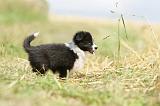 BORDER COLLIE 634